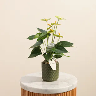  Elegant Light Green Anthurium Plant
