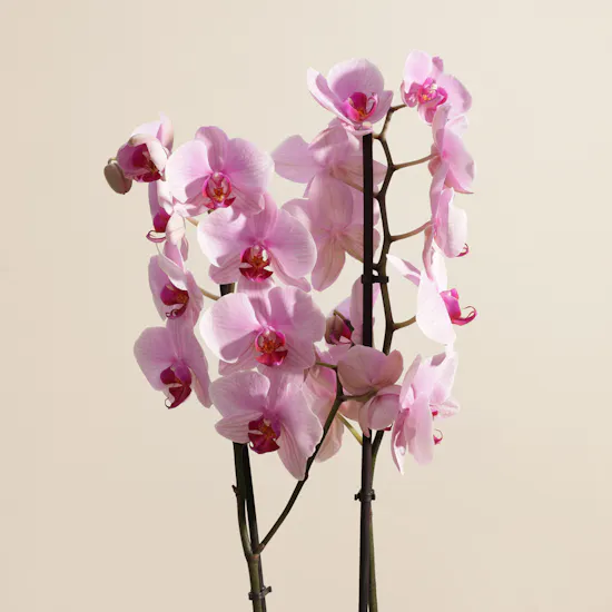 Tall Pink Phalaenopsis Plant