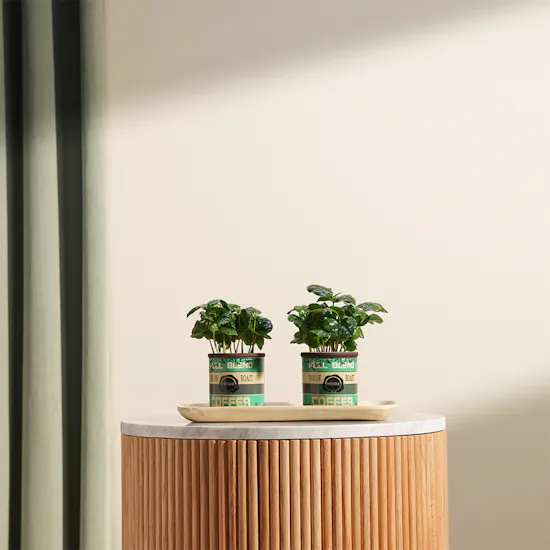 Special Coffea Arabica Plant
