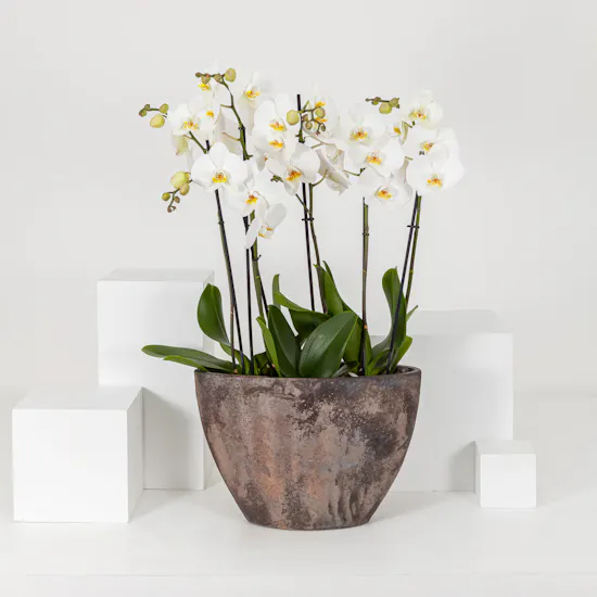 Cool white | Orchid Plant