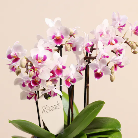 White & Red Little Orchid