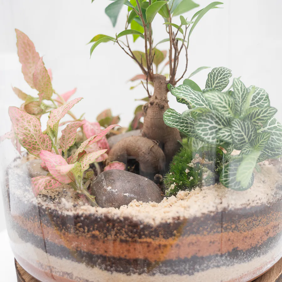 Ficus Bonsai Garden | Closed Terrarium  3