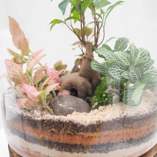 Ficus Bonsai Garden | Closed Terrarium