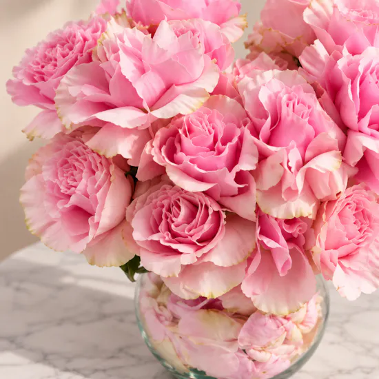 Pink Serenade