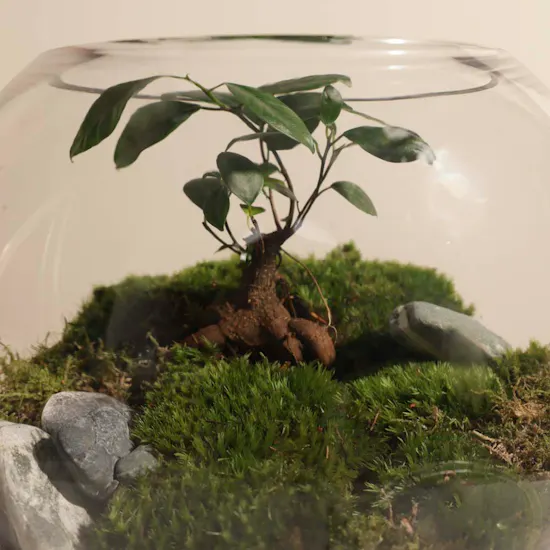 Stunning Terrarium Vase