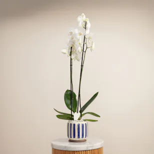Majestic White Phalaenopsis Plant