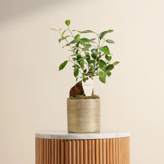 Magical Ficus Ginseng Plant