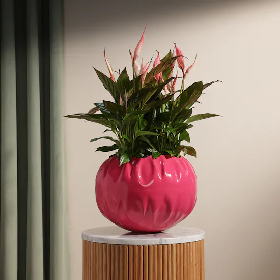 Spathiphyllum Pink
