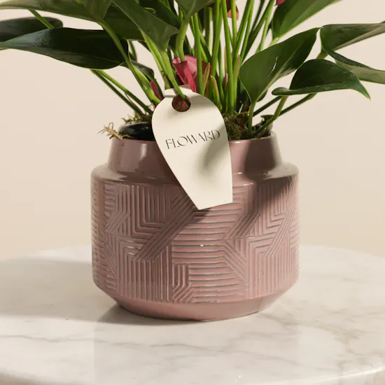 Regal Purple Anthurium Plant