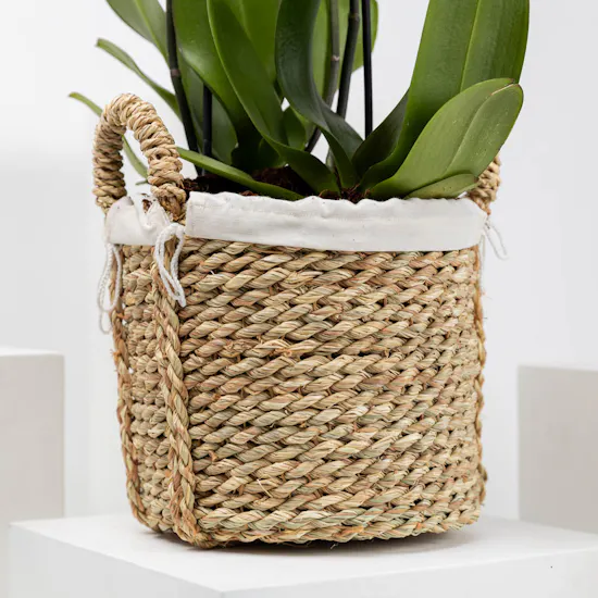 Purple Orchid Plant | Basket