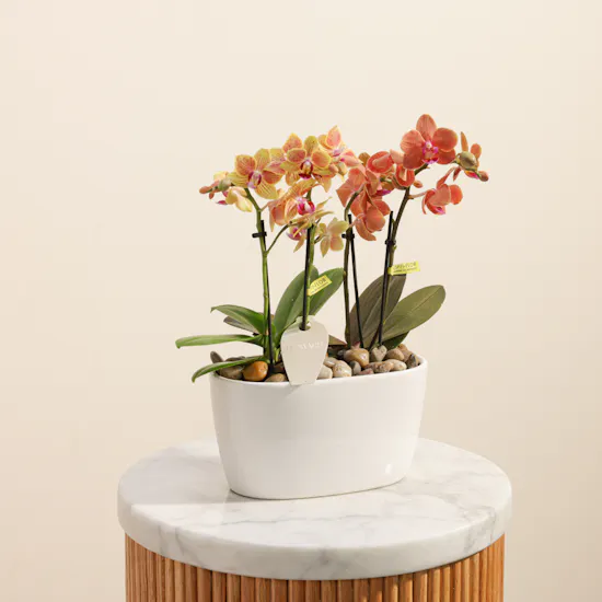 Dreamy Two Small Phalaenopsis Plants