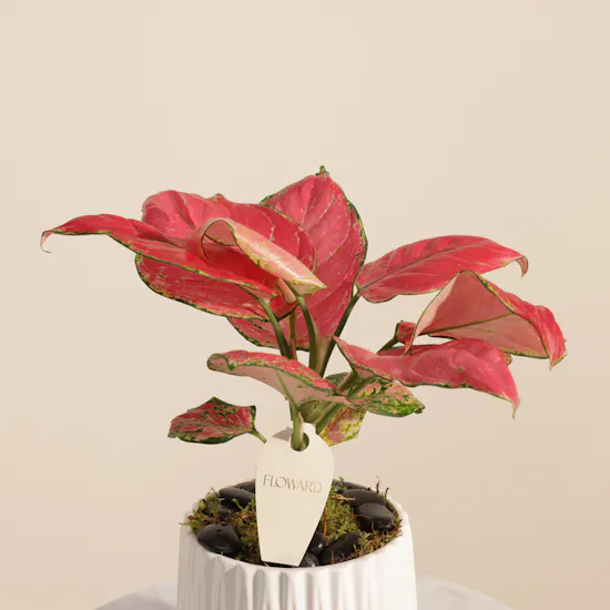 Stunning Red Aglaonema Joy Plant