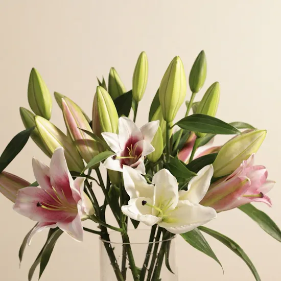 Harmonious Blend Lily Vase | 8 Flowers