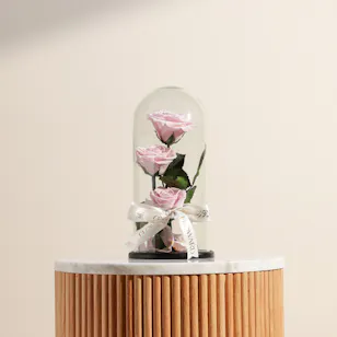 Preserved Pink Roses Dome