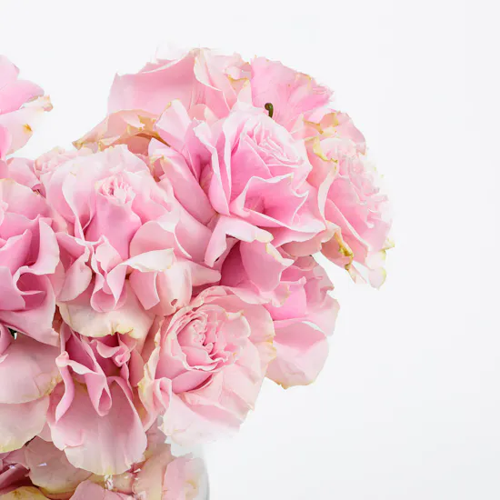 Pink Serenade