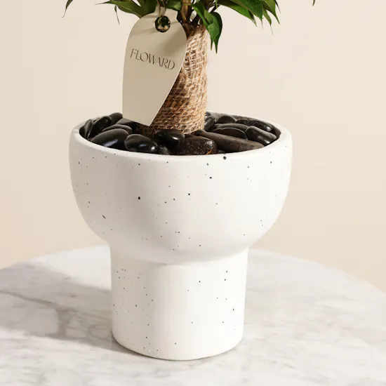Delicate Ficus Benjamina Natasja Plant