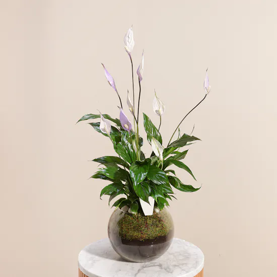 Purple Peace Lilies Plant