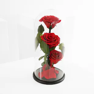  Preserved Red Roses | Glass Dome