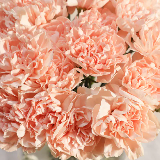 Vibrant Carnation Peach Vase