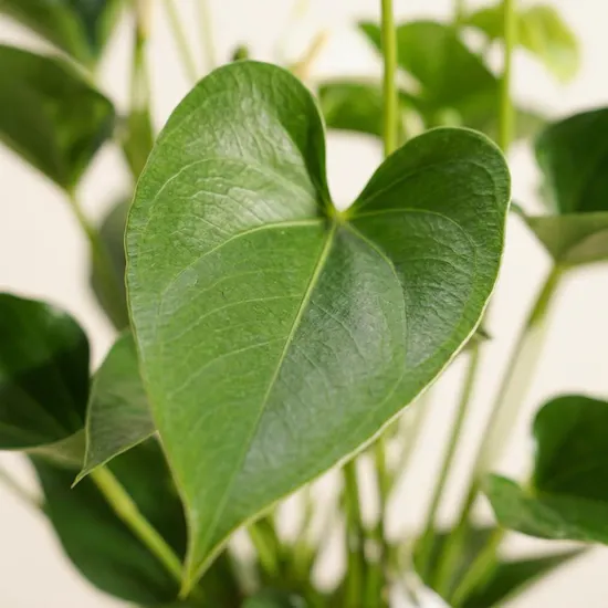 Anthurium Montana