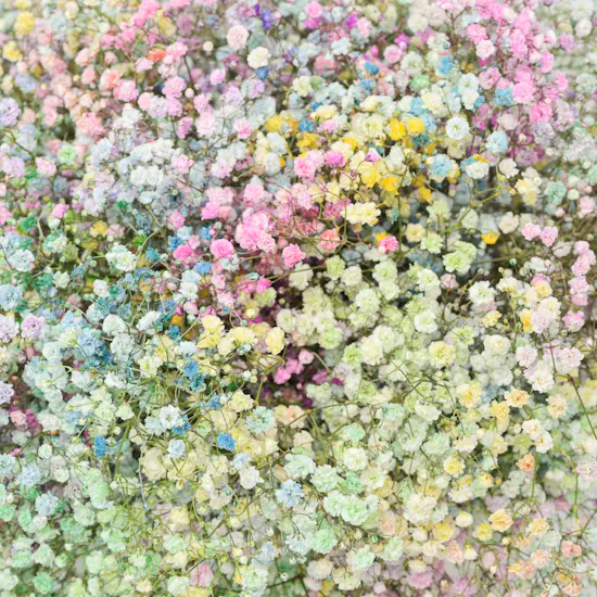 Alleviating Gypsophila | Glass Vase