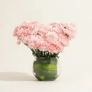 Graceful Pink Carnation Vase