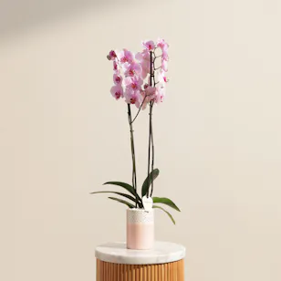 Tall Pink Phalaenopsis Plant