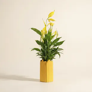 Elegant Yellow Spathiphyllum Plant
