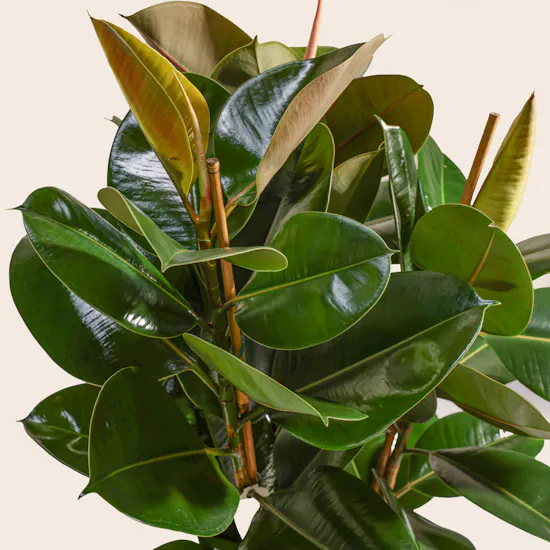 Pure Big Ficus Elastica Plant