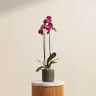 Fancy Purple Phalaenopsis Plant