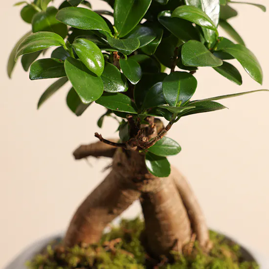 Ficus Microcarpa Ginseng