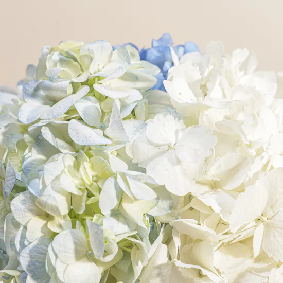 Delightful Hydrangea Vase