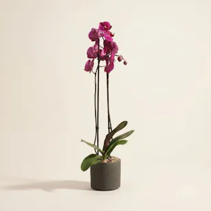 Fancy Purple Phalaenopsis Plant