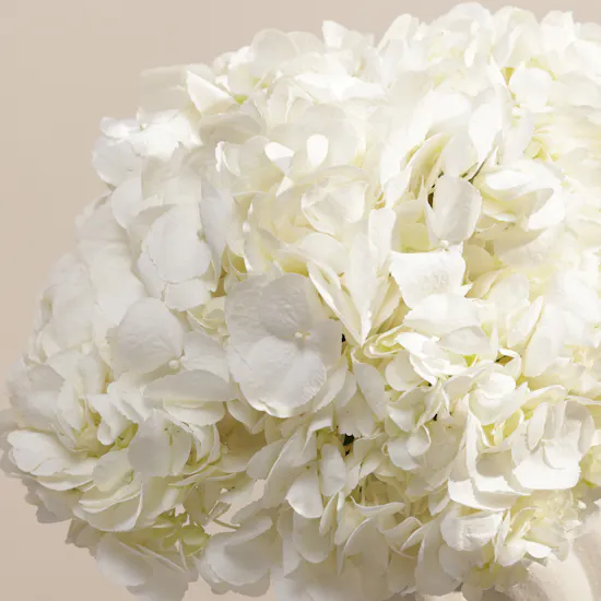 Pure White Hydrangea Vase