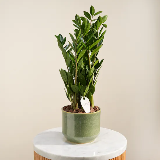 Classy Green Zamia Plant