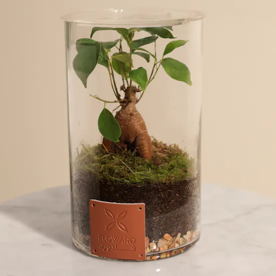 Minature Bonsai | Closed Terrarium