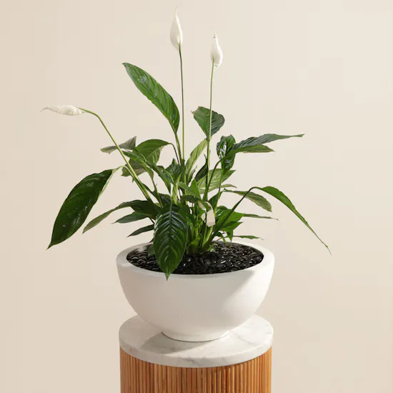 Tall White Spathiphyllum Bingo Plant