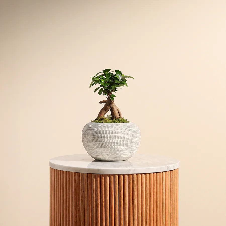 Ficus Microcarpa Ginseng 1