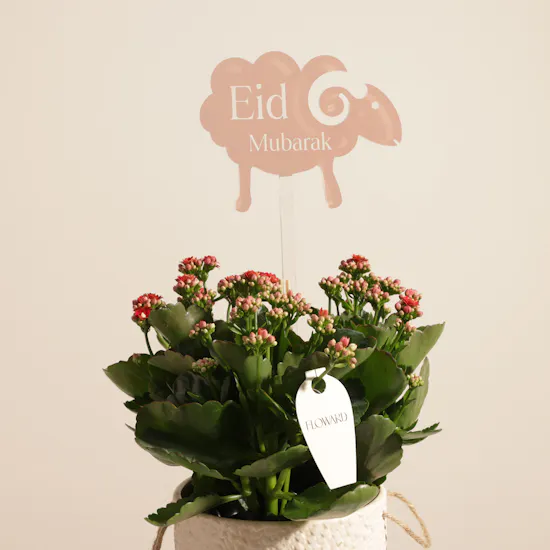 Elegant Eid Red Kalanchoe Plant