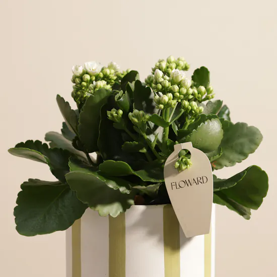 Charming White Kalanchoe Plant
