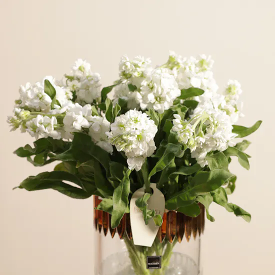 Villeroy and Boch Charming Matthiola Vase