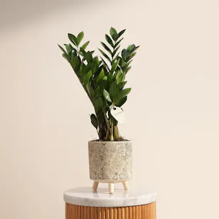 Soft Green Zamioculcas Plant Soft Green Zamioculcas Plant