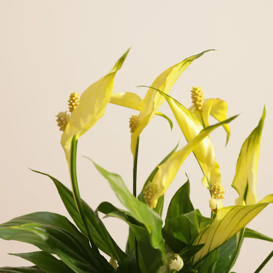 Glowy Yellow Spathiphyllum Plant