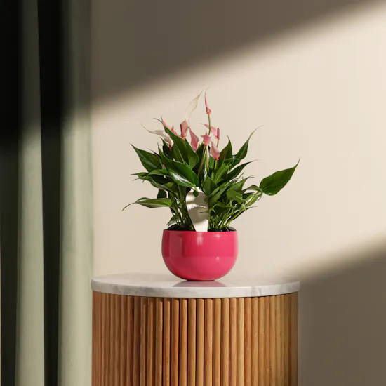 Cute Pink Anthurium Plant