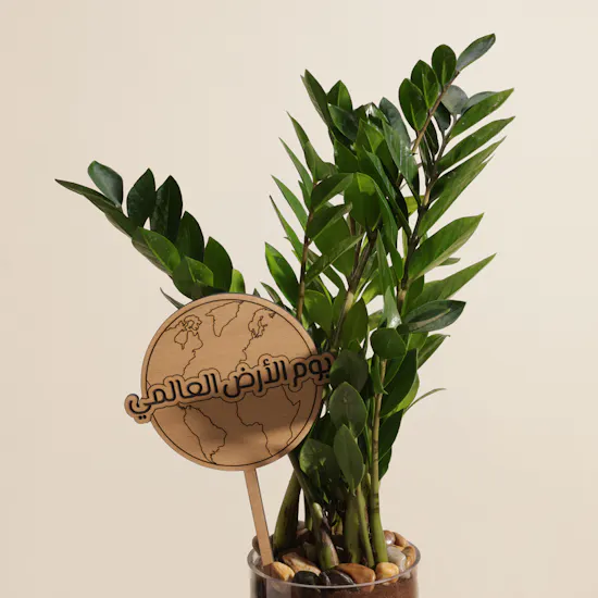 Kenyan Zamioculcas Earth Day Plant