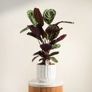 Elegant Calathea Warscewiczii Plant Vase Elegant Calathea Warscewiczii Plant Vase