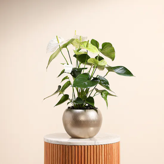 White Anthurium Plant | Sliver Pot
