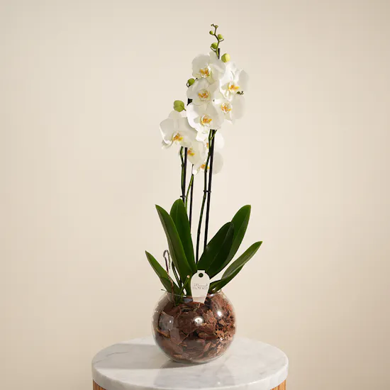 Pure Orchid Plant Vase