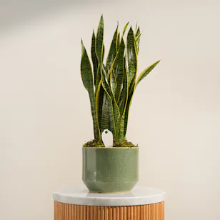 Fresh Sansevieria Laurentii Plant 