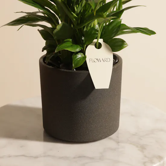 Elegant Yellow Spathiphyllum Plants